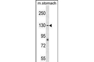 AGTPBP1 Antibody (N-term) (ABIN1539302 and ABIN2849151) western blot analysis in mouse stomach tissue lysates (35 μg/lane). (AGTPBP1 anticorps  (N-Term))