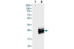 Western blot analysis of Lane 1: Negative control (vector only transfected HEK293T lysate), Lane 2: Over-expression Lysate (Co-expressed with a C-terminal myc-DDK tag (~3. (C7orf49 anticorps)