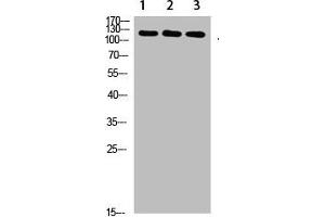 Western Blot analysis of 1,mouse-liver 2,hela 3,mouse-brain cells using primary antibody diluted at 1:1000(4 °C overnight). (SREBF1 anticorps  (AA 250-330))