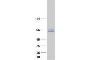 Validation with Western Blot (CCDC130 Protein (Myc-DYKDDDDK Tag))