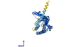 AlphaFold protein structure predicition of Human Recombinant OR8U8 Protein, UniprotID P0C7N1 (Olfactory Receptor, Family 8, Subfamily U, Member 8 (OR8U8) (AA 1-319) protein (His tag))