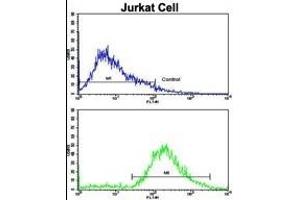 Flow cytometric analysis of jurkat cells using VIP Antibody (C-term)(bottom histogram) compared to a negative control cell (top histogram). (Vip anticorps  (C-Term))