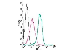 Cell surface detection of SSTR4 by indirect flow cytometry in live intact human THP-1 monocytic leukemia cells:  (black line) Cells.