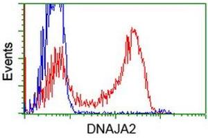 Image no. 12 for anti-DnaJ (Hsp40) Homolog, Subfamily A, Member 2 (DNAJA2) antibody (ABIN1497862)