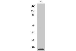 Western Blotting (WB) image for anti-Mitochondrial Ribosomal Protein L14 (MRPL14) (C-Term) antibody (ABIN3185644) (MRPL14 anticorps  (C-Term))