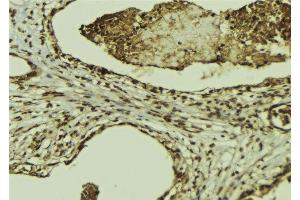 ABIN6269302 at 1/100 staining Mouse colon tissue by IHC-P. (XIAP anticorps  (N-Term))