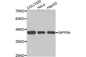 Western Blotting (WB) image for anti-Inositol Polyphosphate-5-Phosphatase, 40kDa (INPP5A) antibody (ABIN1875468) (INPP5A anticorps)