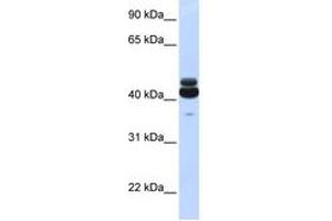 Image no. 1 for anti-Guanine Nucleotide Binding Protein (G Protein), alpha 15 (Gq Class) (GNA15) (N-Term) antibody (ABIN6744277) (GNA15 anticorps  (N-Term))