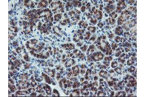 Image no. 7 for anti-Archain 1 (ARCN1) antibody (ABIN1497572)