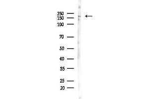 anti-Titin (TTN) (N-Term) antibody