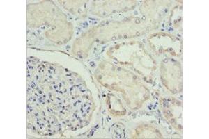 Immunohistochemistry of paraffin-embedded human kidney tissue using ABIN7151499 at dilution of 1:100 (ETFA anticorps  (AA 1-333))