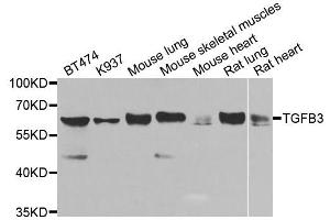 Western blot analysis of extracts of various cell lines, using TGFB3 antibody (ABIN5974864) at 1/1000 dilution. (TGFB3 anticorps)