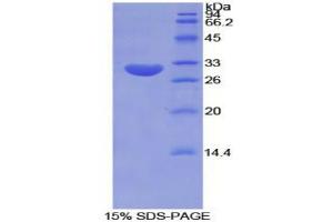 SDS-PAGE analysis of Mouse Tubulin epsilon Protein. (TUBE1 Protéine)