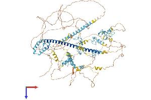 AlphaFold protein structure predicition of Human Recombinant MYT1 Protein, UniprotID Q01538