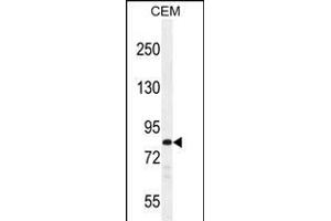 PCDHB3 Antibody (N-term) (ABIN656093 and ABIN2845436) western blot analysis in CEM cell line lysates (35 μg/lane). (PCDHB3 anticorps  (N-Term))