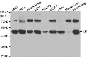 Western blot analysis of extracts of various cell lines, using ILK antibody (ABIN5970329) at 1/1000 dilution. (ILK anticorps)