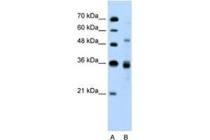 Western Blotting (WB) image for anti-CUGBP, Elav-Like Family Member 3 (CELF3) antibody (ABIN2460241) (CELF3 anticorps)