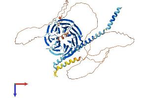 AlphaFold protein structure predicition of Mouse Recombinant Nedd1 Protein, UniprotID P33215