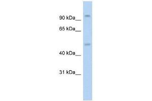 Western Blot showing NR3C1 antibody used at a concentration of 1. (Glucocorticoid Receptor anticorps  (N-Term))