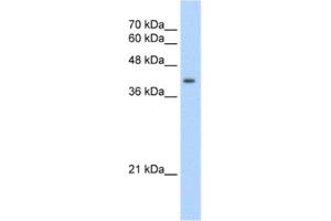 Western Blotting (WB) image for anti-Uroporphyrinogen Decarboxylase (UROD) antibody (ABIN2462463) (UROD anticorps)