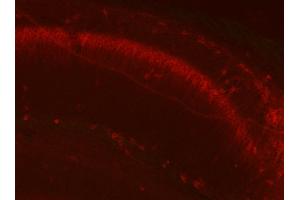 KC rabbit anti- Kv2. (GFAP anticorps  (AA 411-422))