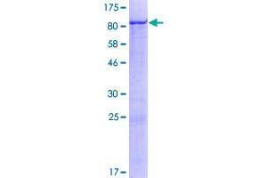 Image no. 1 for Zinc Finger Protein 543 (ZNF543) (AA 1-600) protein (GST tag) (ABIN1326269)