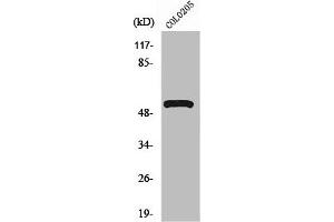 Western Blot analysis of COLO205 cells using V-ATPase H Polyclonal Antibody