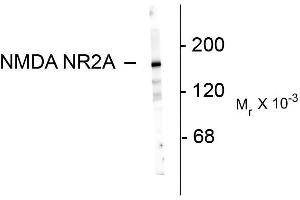 Western blots of 10 ug of rat hippocampal lysate showing specific immunolabeling of the ~180k NR2A subunit of the NMDA receptor. (NMDAR2A anticorps  (N-Term))