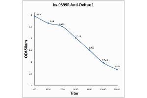 Antigen: 0. (Deltex Homolog 1 anticorps  (AA 351-450))