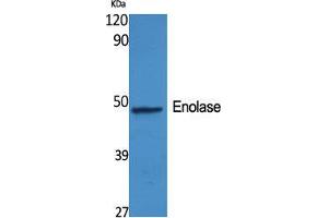 Western Blot (WB) analysis of specific cells using Enolase Polyclonal Antibody.