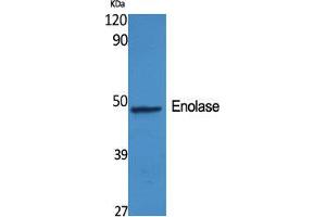 Western Blot (WB) analysis of specific cells using Enolase Polyclonal Antibody. (Enolase anticorps  (C-Term))