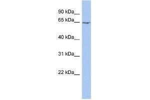 WB Suggested Anti-MYEF2 Antibody Titration:  0.