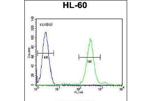 Flow cytometric analysis of HL-60 cells (right histogram) compared to a negative control cell (left histogram). (CNIH2 anticorps  (N-Term))