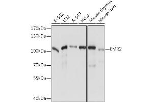 Western blot analysis of extracts of various cell lines, using EMR2 Rabbit pAb (ABIN7266906) at 1:1000 dilution.