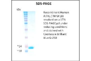SDS-PAGE (SDS) image for Tumor Necrosis Factor (Ligand) Superfamily, Member 18 (TNFSF18) (Active) protein (ABIN5509483) (TNFSF18 Protéine)
