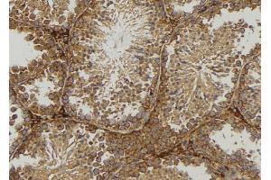 ABIN6276975 at 1/100 staining Mouse testis tissue by IHC-P. (ODC1 anticorps  (N-Term))