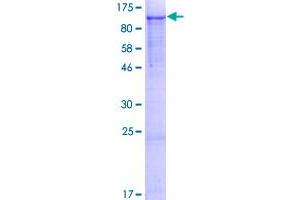 Image no. 1 for NEL-Like 2 (Chicken) (NELL2) (AA 1-816) protein (GST tag) (ABIN1312384)