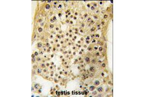 Formalin-fixed and paraffin-embedded human testis tissue reacted with USP7 polyclonal antibody  , which was peroxidase-conjugated to the secondary antibody, followed by DAB staining . (USP7 anticorps  (C-Term))