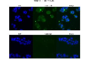 Sample Type : MCF7  Primary Antibody Dilution: 4 ug/ml  Secondary Antibody : Anti-rabbit Alexa 546  Secondary Antibody Dilution: 2 ug/ml  Gene Name : TRIM33 (TRIM33 anticorps  (Middle Region))
