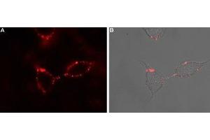 Expression of P2RY1 in rat PC12 cells - Cell surface detection of P2RY1 in intact living rat pheochromocytoma PC12 cells.