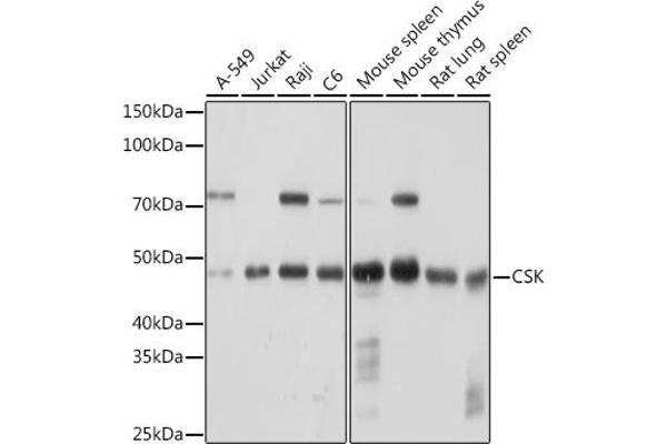CSK anticorps