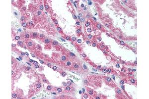 Anti-WNT1 antibody IHC of human kidney.