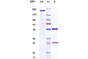 Anti-C1s Reference Antibody (sutimlimab) on SDS-PAGE under reducing (R) condition. (Recombinant C1S (Sutimlimab Biosimilar) anticorps)