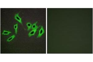 Immunofluorescence analysis of HepG2 cells, using Heparin Cofactor II Antibody. (SERPIND1 anticorps  (AA 41-90))
