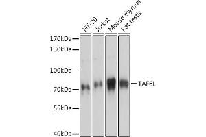 Western blot analysis of extracts of various cell lines, using TL antibody (ABIN7270717) at 1:3000 dilution. (TAF6L anticorps  (AA 1-200))