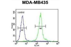 Flow cytometric analysis of MDA-MB435 cells (right histogram) compared to a negative control cell (left histogram) using Interleukin-12 beta/IL12B  Antibody (C-term), followed by FITC-conjugated goat-anti-rabbit secondary antibodies. (IL12B anticorps  (C-Term))