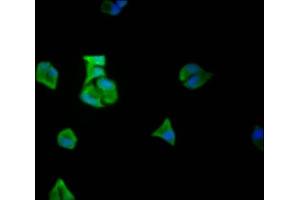 Immunofluorescence staining of Hela Cells with ABIN7127469 at 1:50, counter-stained with DAPI.