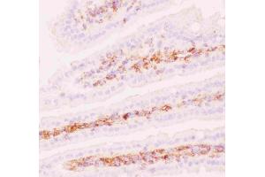 Anti-P Glycoprotein Picoband antibody, .