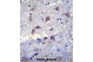 VSIG8 Antibody (C-term) immunohistochemistry analysis in formalin fixed and paraffin embedded human brain tissue followed by peroxidase conjugation of the secondary antibody and DAB staining.
