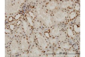 Immunoperoxidase of monoclonal antibody to NR1D1 on formalin-fixed paraffin-embedded human kidney.
